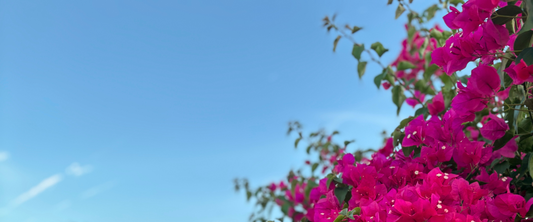 From my desk this week: choosing joy, art I love, and just “letting them”