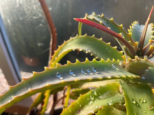 We're in two new stores, and I want to tell you about journals for folks with feels