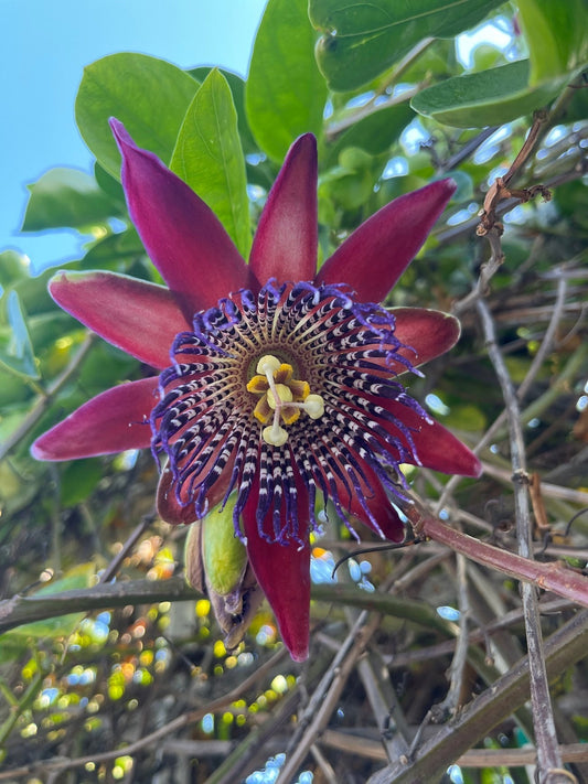 Quiet moments before the holidays (and a silent retreat)