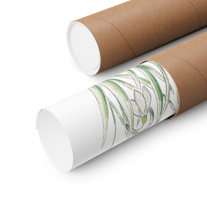 Snowdrop lowers watercolor print by Swil Arts, carefully rolled in an eco-friendly shipping tube. The delicate white petals and vibrant green leaves are beautifully illustrated in ink and watercolor, highlighting the intricate details of this botanical artwork. Perfect for nature-inspired home decor, this archival-quality print arrives safely packaged for art lovers and collectors