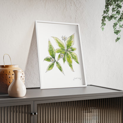 Framed botanical watercolor illustration of white starflowers with green leaves, signed by the artist 'Swil Arts,' leaning against a white wall on top of a modern gray cabinet with ribbed glass doors. The setup includes a ceramic vase and a perforated lantern with a gold handle on the left, while a hanging ivy plant adds a touch of greenery to the scene.