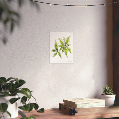 Starflower watercolor print by Swil Arts displayed in a cozy, minimalist interior. The delicate white flowers with green foliage are mounted on a textured wall, softly illuminated by natural light. A wooden surface below holds potted plants and books, creating a warm, nature-inspired aesthetic. Perfect for botanical art lovers and those seeking serene, eco-conscious home decor.