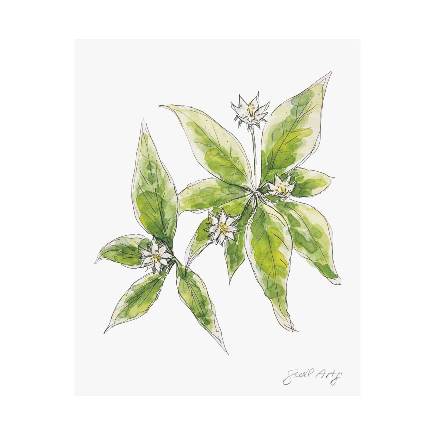 Intricate watercolor depiction of starflower blossoms, featuring delicate white petals arranged in a radiant star pattern with lush green accents. This piece symbolizes purity, spirituality, and fleeting moments of beauty, designed by Swil Arts, a Polish-born, San Diego-based LGBTQ+ artist for nature lovers and serene home decor.