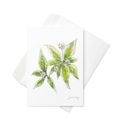 Starflower greeting card with watercolor and ink botanical illustration. Elegant woodland-inspired note card with blank interior, perfect for nature lovers and special occasions. Sophisticated with white envelope below it.