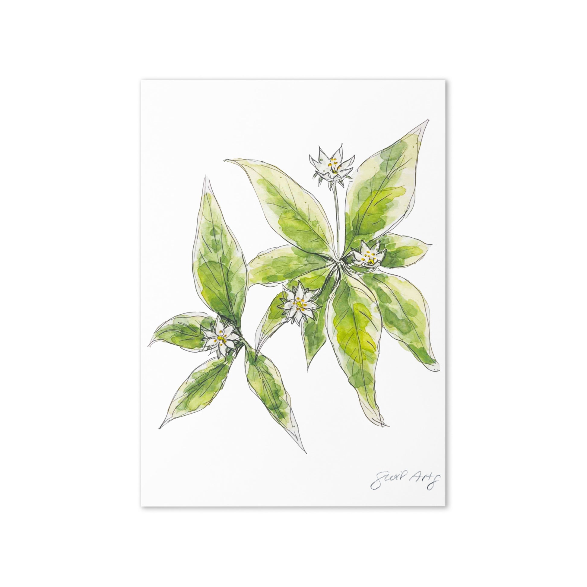 Starflower greeting card with watercolor and ink botanical illustration. Elegant woodland-inspired note card with blank interior, perfect for nature lovers and special occasions. 